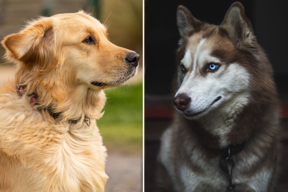 Siberian husky and golden retriever mix blows TikTok users' minds