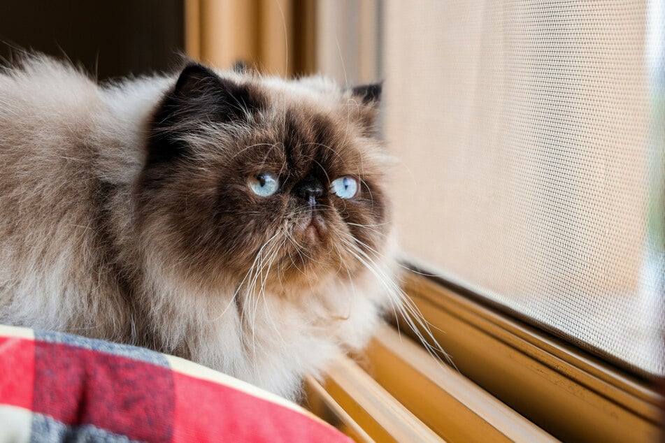 Few cats look grumpier than the Himalayan.