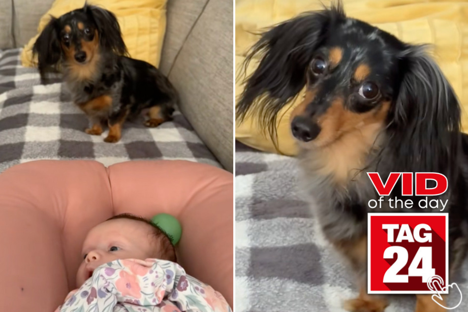 What started as a simple playtime session turned into a hilarious moment, with Daphne the Dog's over-the-top reaction stealing the show!