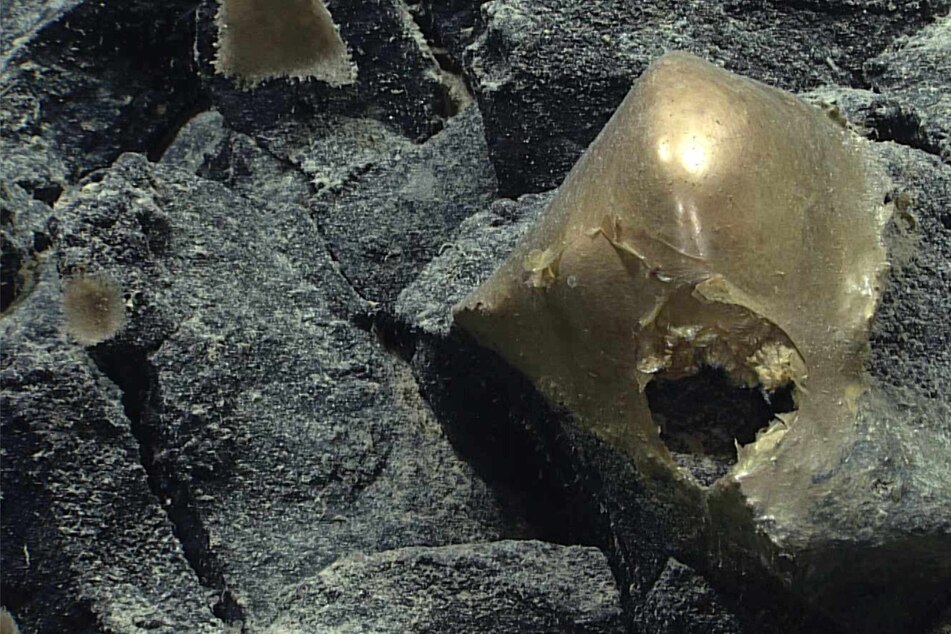 Mystery "golden egg" found in the ocean stumps divers and social media