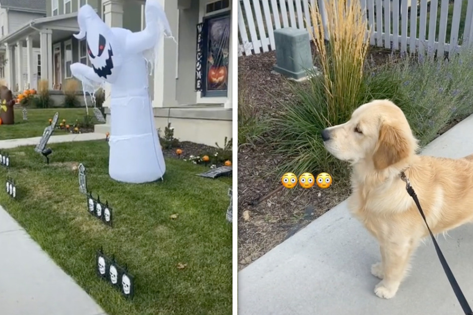 Golden retriever's reaction to Halloween decorations has the internet howling
