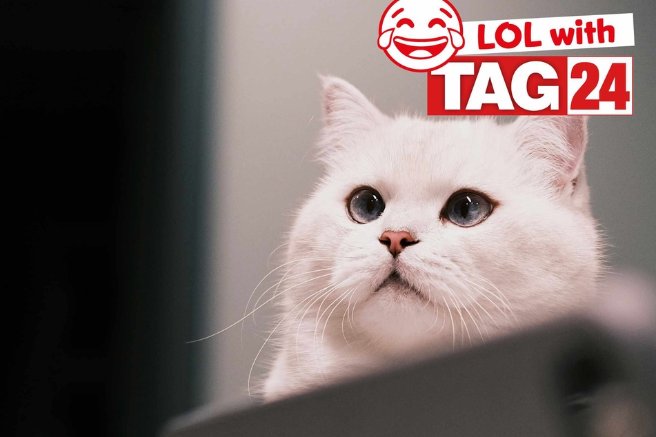 Joke of the Day for April 19, 2025: A cat funny to make you smile on Caturday