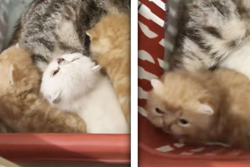 Pet bird adorably crashes mother cat's cuddle sesh with her kittens!