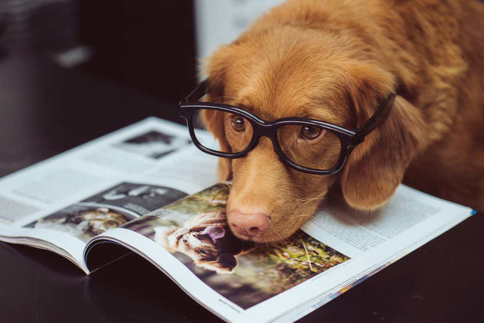 Can dogs learn new words by eavesdropping on their owners?