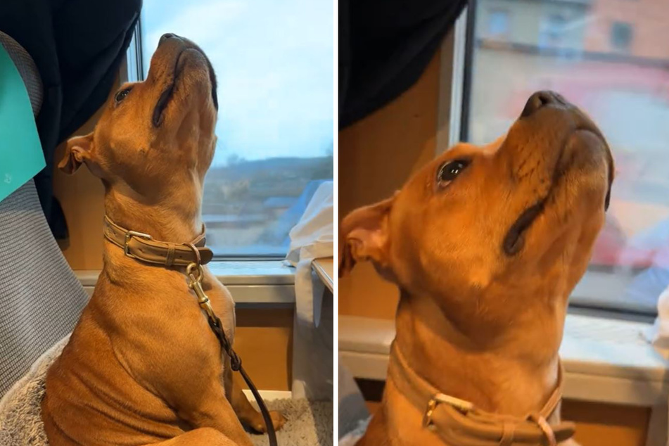 A few days ago, Leya the dog was traveling through her home country by train when she noticed something strange.