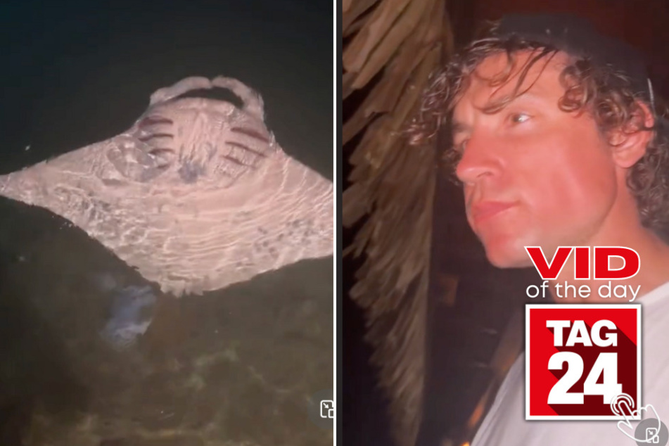 Today's Viral Video of the Day features an incredible moment from a manta ray caught on camera!