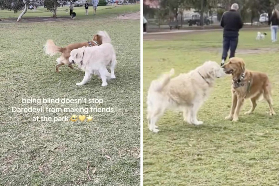 Blind dog makes new friend at the dog park in precious viral footage