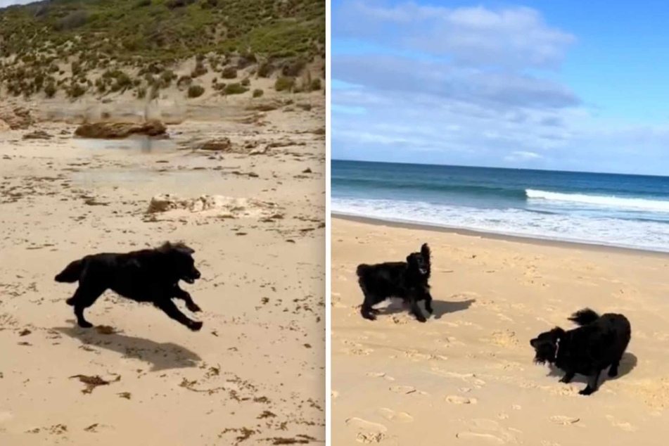 When Flash the dog sees her sister Scout on the beach again, there is no stopping her.