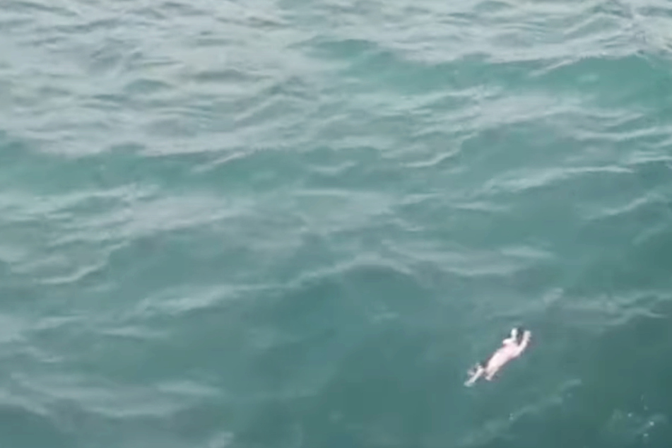Man spots drowning kitten during oceanside stroll – but can he get to her before it's too late?