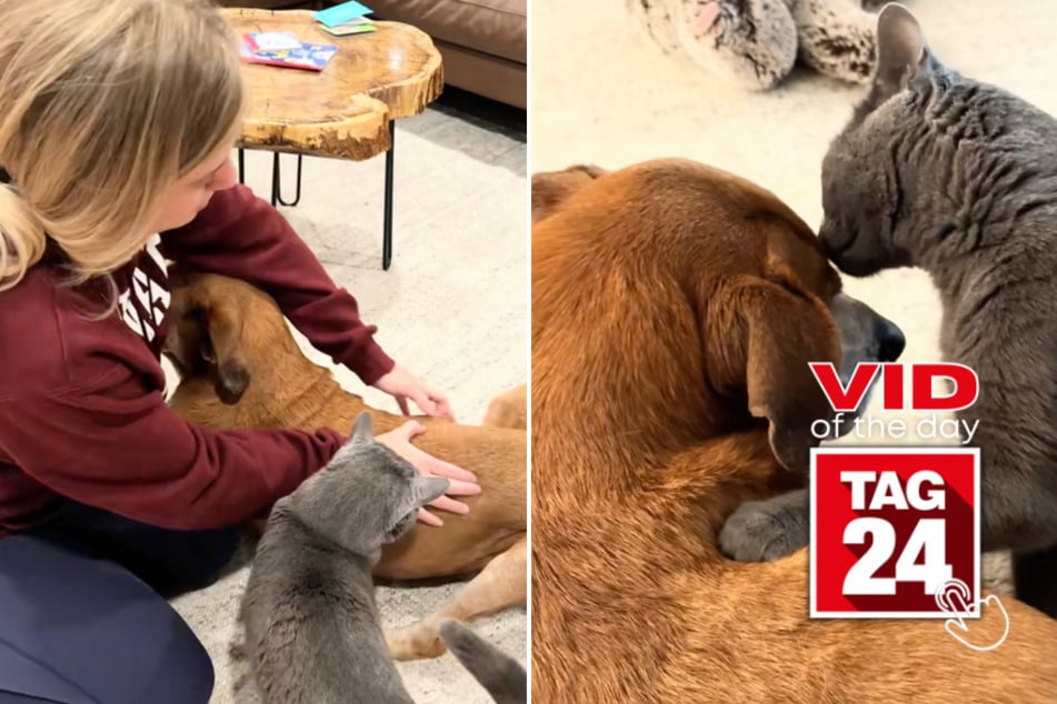Viral Video of the Day for November 12, 2025: Cat does the unthinkable for his senior dog brother!