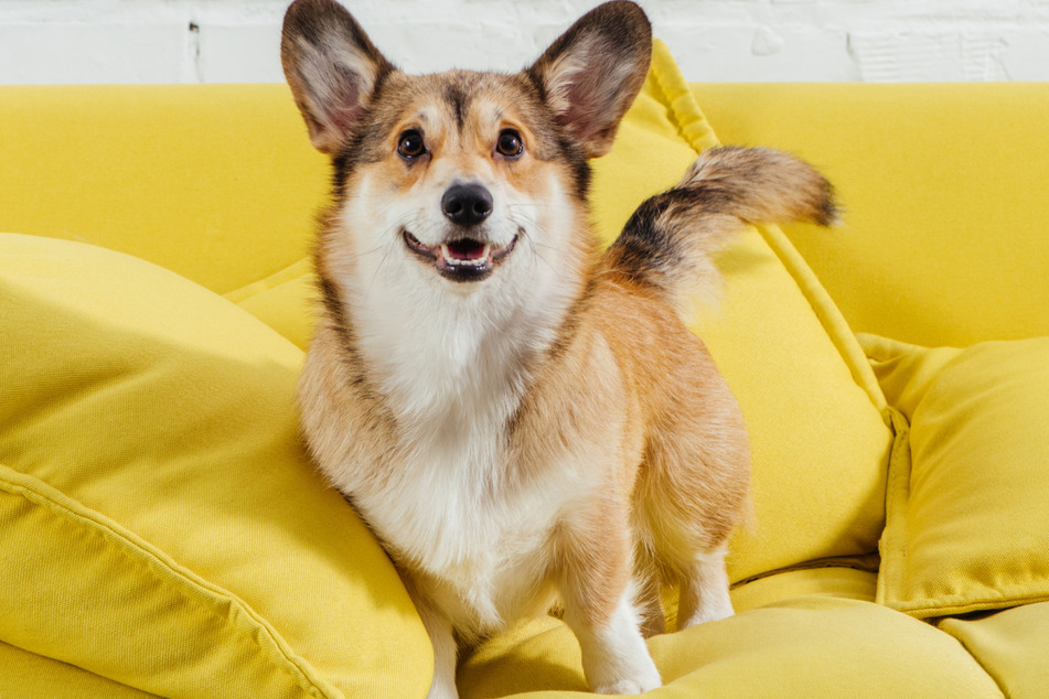 A dog was returned to the animal shelter after the owner complained about it not matching the sofa.