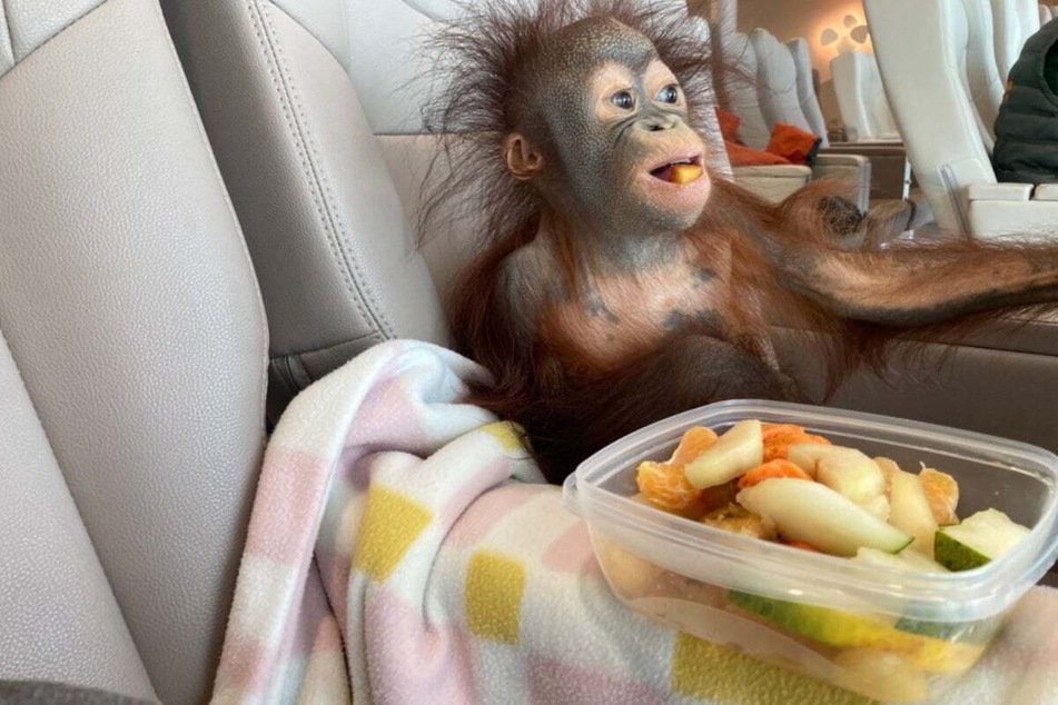 On board the ferry across the English Channel, Kiwi got the full pampering program in First Class.