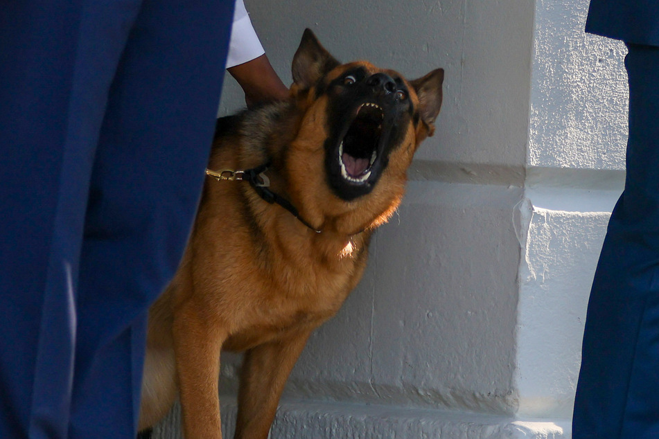 Commander, Joe Biden's German Shepherd, has been involved in at least ten biting incidents.