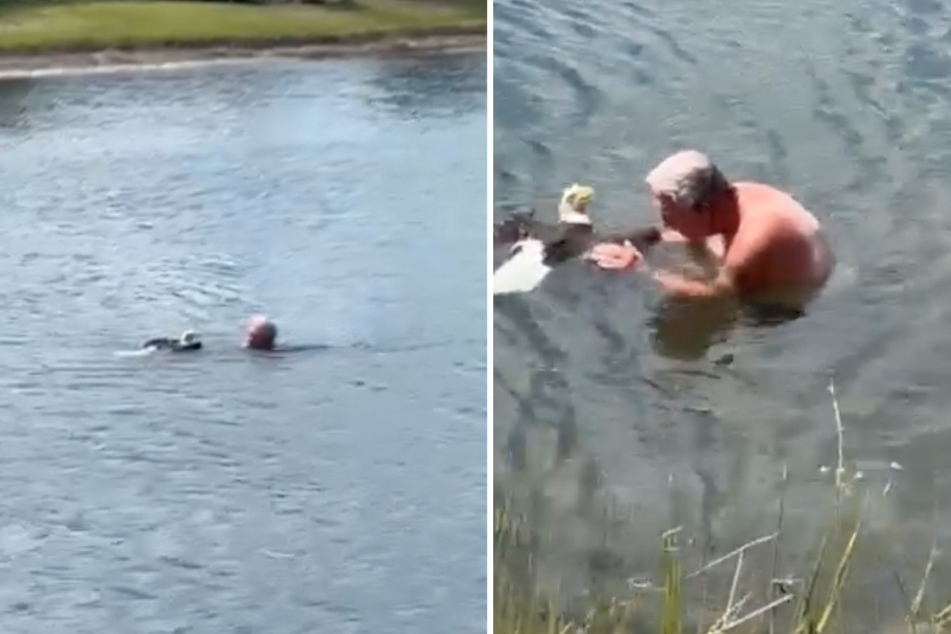 When an injured bald eagle drifted injured in his lake, a Florida man didn't hesitate for long and rushed to its aid – despite the risk of an alligator attack!