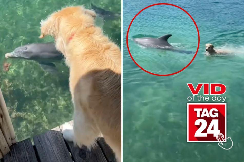Viral Video of the Day for July 8, 2024: Dog and dolphin go for a swim together!