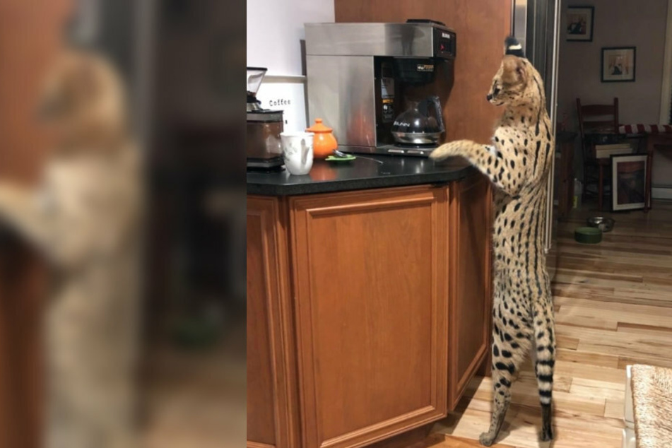There's a wildcat on the prowl! Unusual pet runs away and is rescued by police