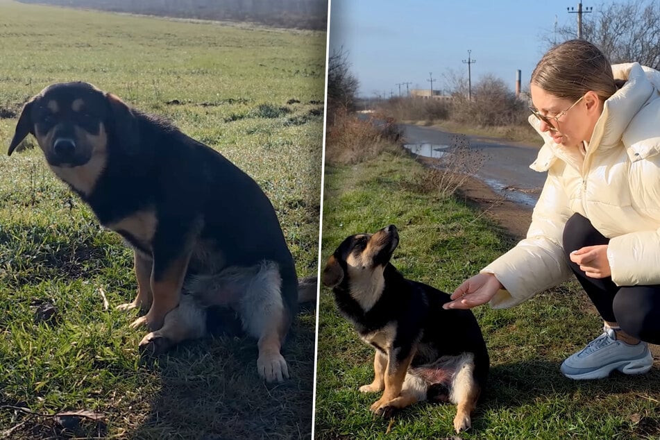 Dog is left for dead after hit-and-run – can rescuers save him?
