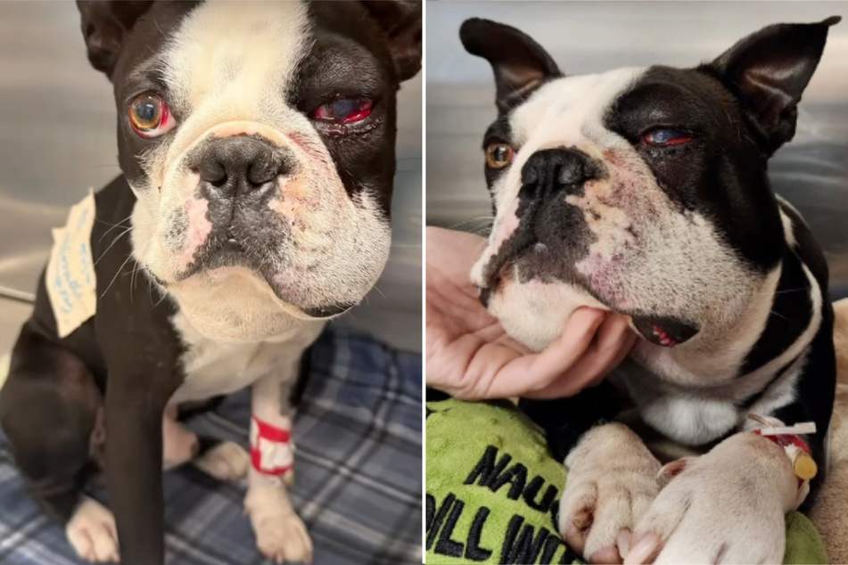 The Boston terrier dog Neville just wanted to enjoy the weather when a snake suddenly became his undoing.