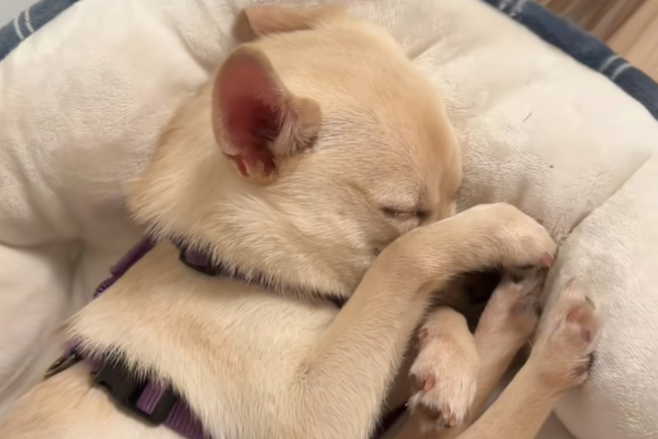 Safe and sound: Coconut is recovering from her adventure at home.