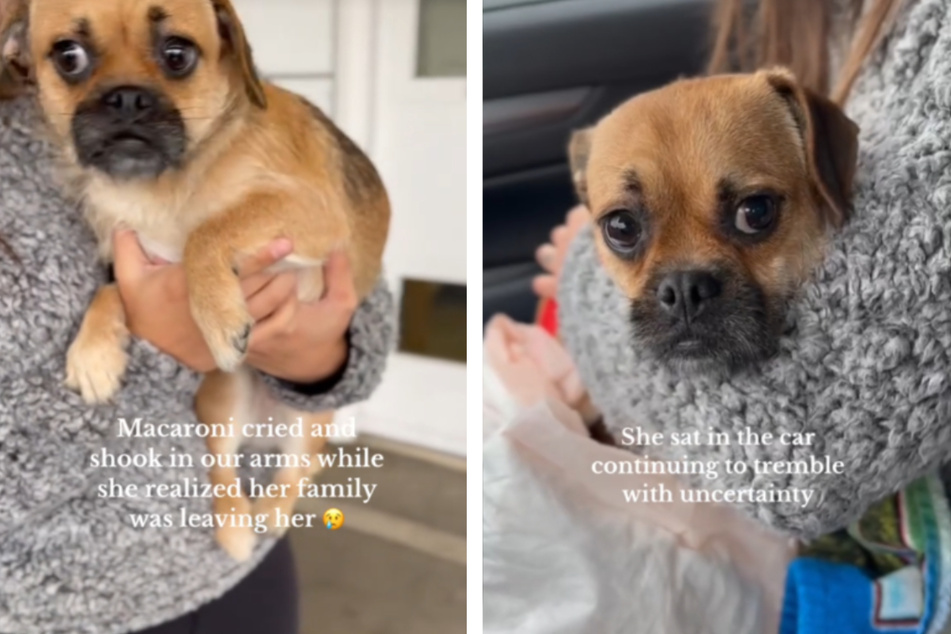 This little dog is in the process of being adopted and is doing well.