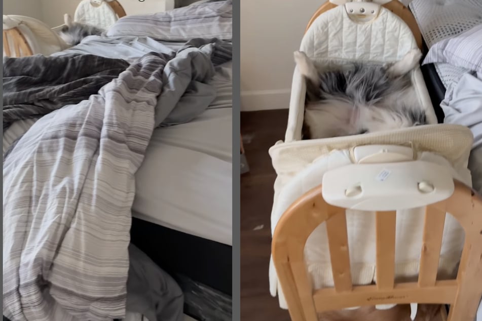 Silly dogs caught getting cozy in the most unexpected place!