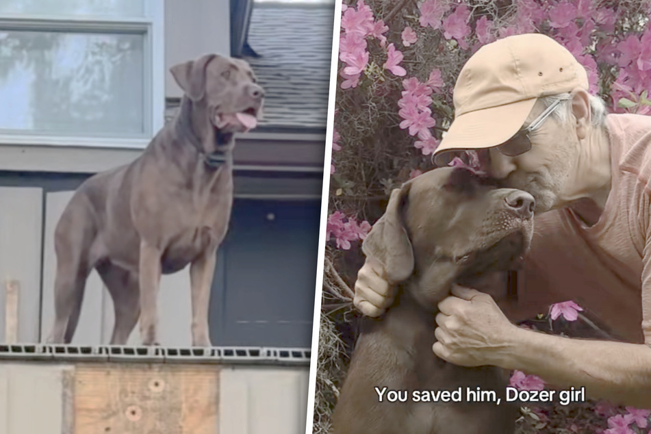 Dozer the dog and Craig are extremely bonded.