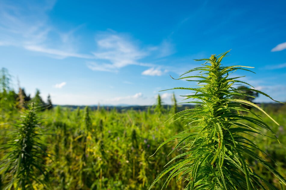 Top aide to Texas Ag Commissioner may pay a high price for alleged hemp license scheme