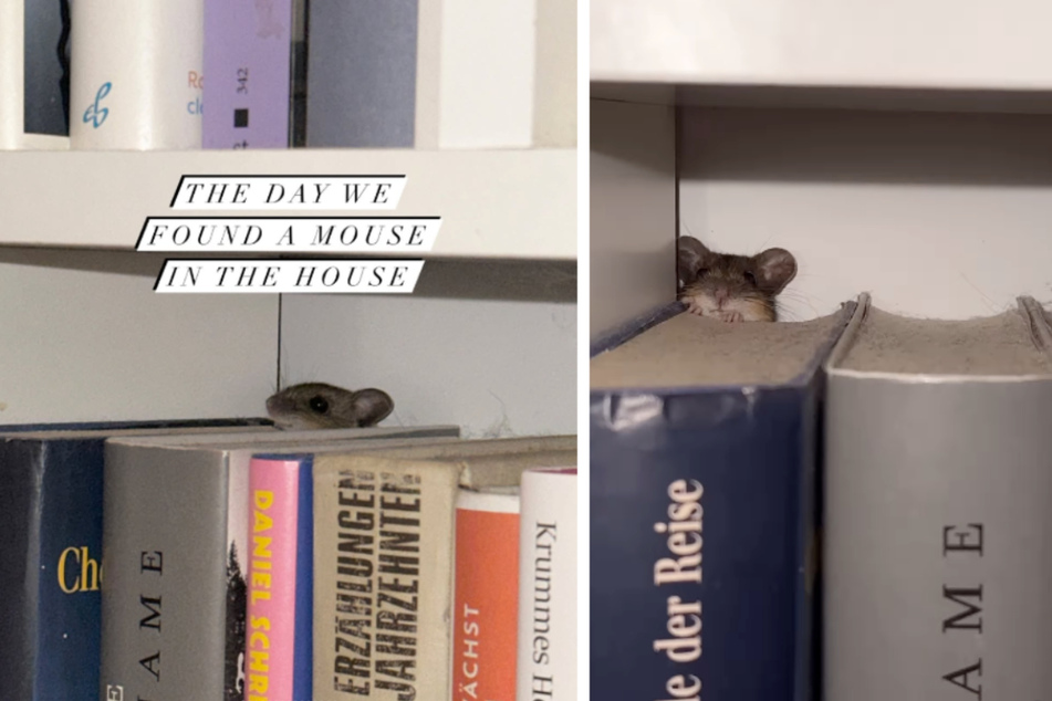 Mystery solved! There was a cute little mouse hiding inside the bookshelf.