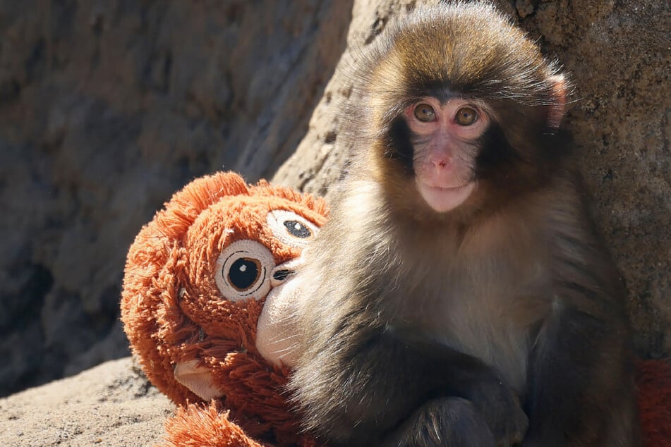 Monkey business! Two Americans arrested in Japan for stunt in Punch the monkey's enclosure