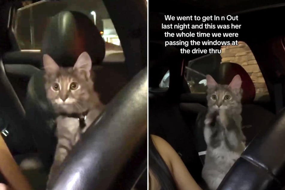 The cat was practically begging for a treat of her own from the drive-thru.