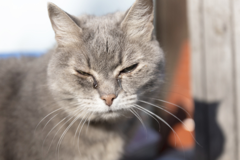 If your cat is crying more often than usual and closes its eyes in a weird way, go to the vet.
