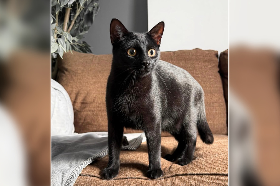 Kelly wanted to surprise her husband with a cat.