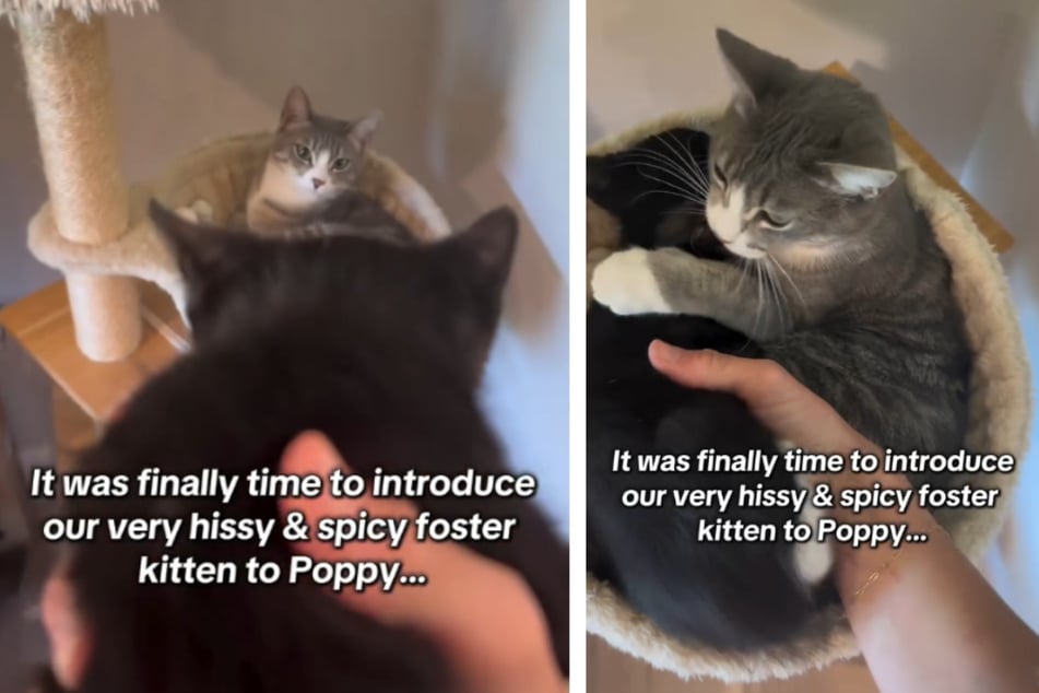 Woman brings "spicy" foster kitten to meet loving adult cat: what happens next is simply magical!