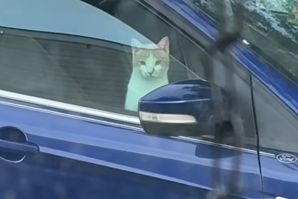 The cat initially put up a tough front.