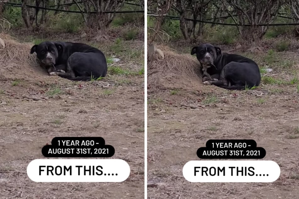 The poor pooch was in bad shape when she was found by the side of a field.