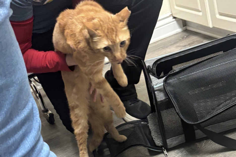Goldie the cat will have to stay with the vets for another week or so before he can be reunited with his owner.