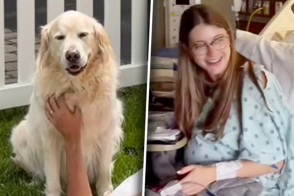 Dog's special surprise for his pregnant human goes viral: "It was heartwarming!"