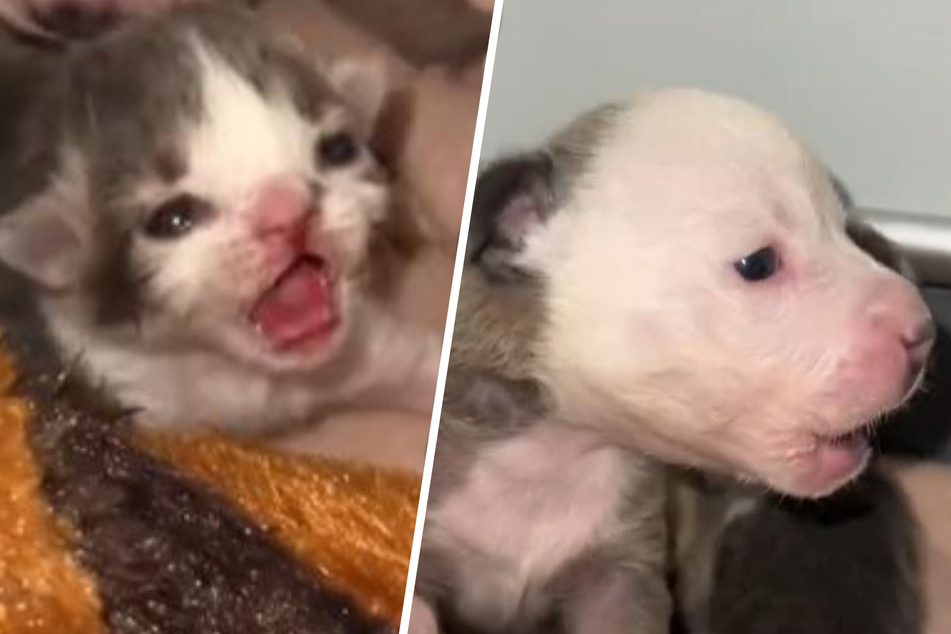 A kitten named Kangaroo and a puppy named Possum were both the smallest of their litter and were rejected by the moms at birth. Now, they're inseparable!