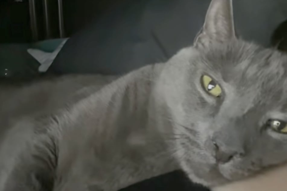 Smokey the cat died in spring 2023 when the little girl was just six weeks old.