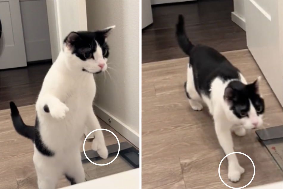 Marcy the cat has extra toes, earning her the nickname of "Hemingway kitten."
