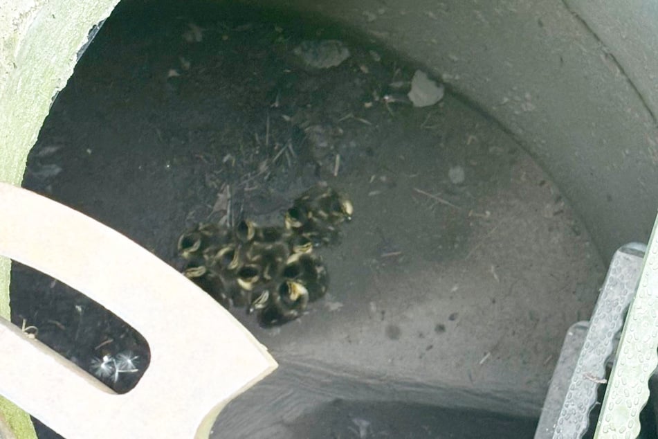 The ducklings had fallen through the grating of a manhole cover and down into a drain.