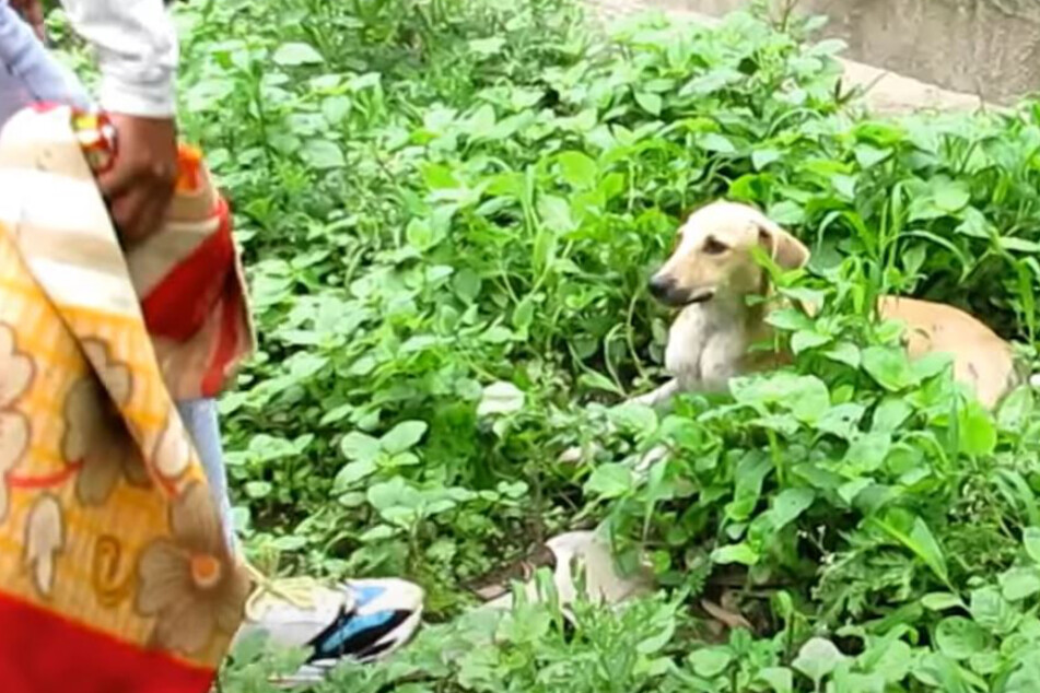 The dog couldn't have run away even if he wanted to.