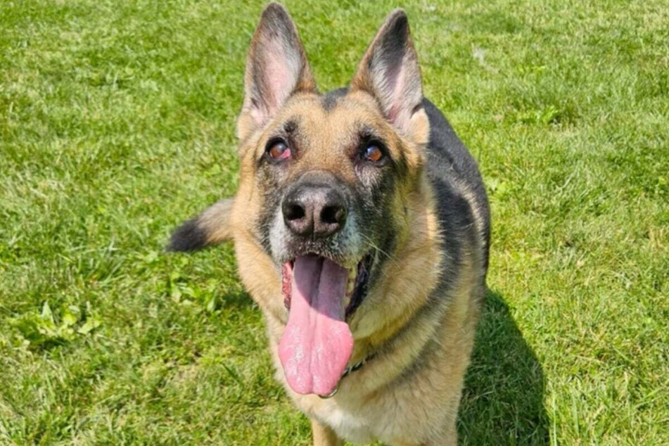 This is what Whiskey the dog actually looks like.