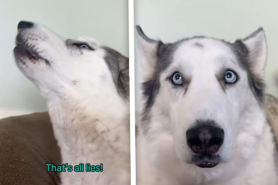 Husky dog gets hilariously miffed at her owner for this silly habit