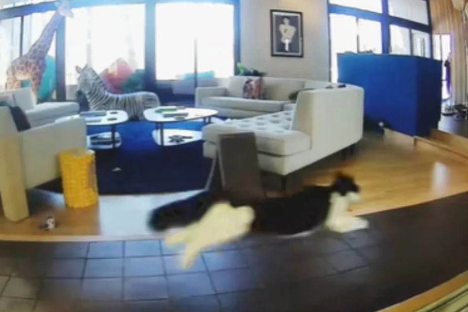 Kristiina Wilson is used to a little bit of chaos living in a house with over a dozen cats, but one day she noticed that a few of her pets were behaving strangely.