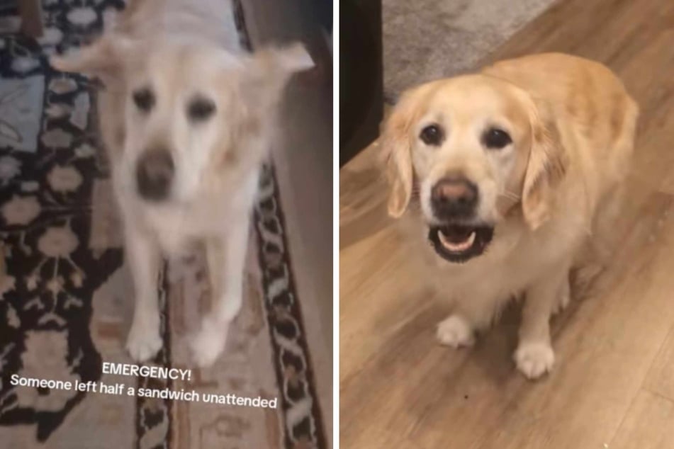 Dog urgently alerts owner to this adorable "emergency" situation