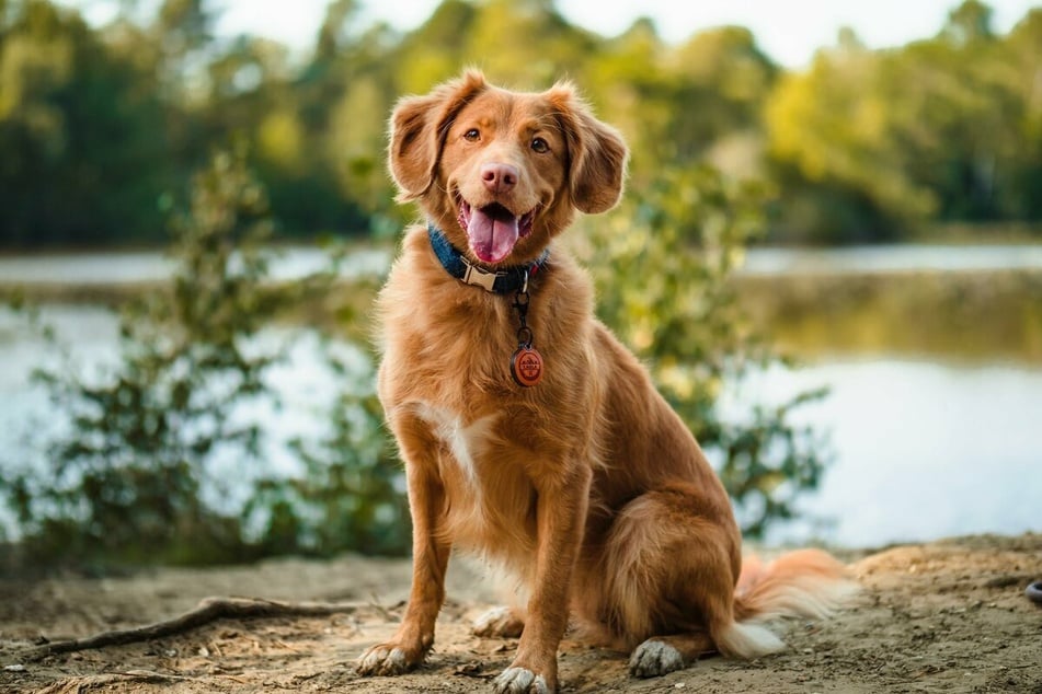 Dogs need a lot of care and attention, so you've come to the right place.