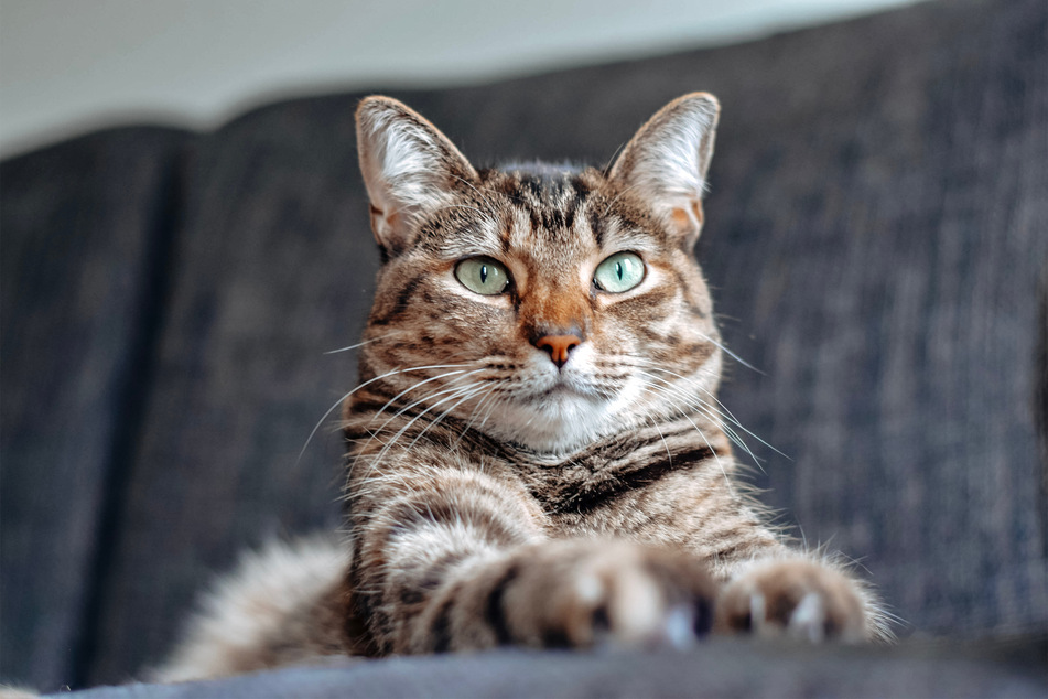 Just because your cat is behaving in a wild or unpredictable way doesn't mean it's unhappy.