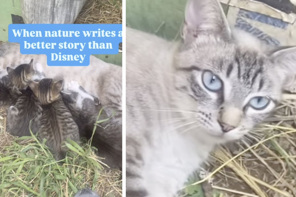 When a woman went to check on her pet cat and its new kittens, she made a surprising discovery.