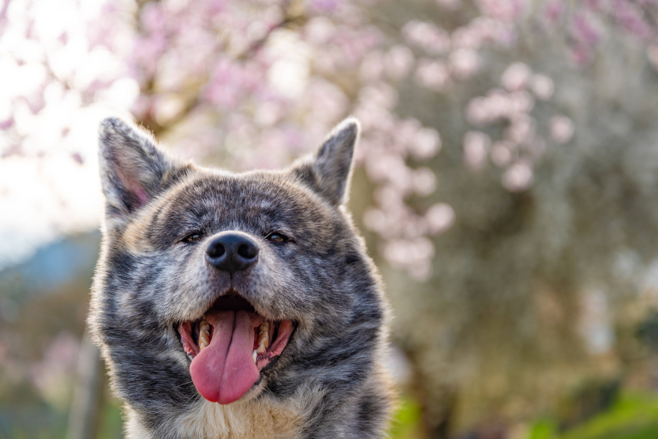 The Ryukyu Inu is a generally unknown dog breed, but quite sweet.